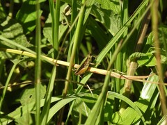 Dichromorpha australis