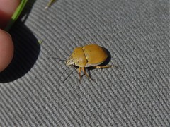 Orsilochides leucoptera