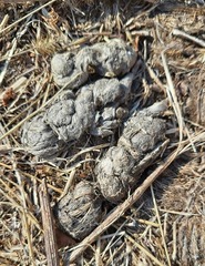 Prionailurus bengalensis