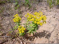 Euphorbia stepposa