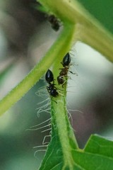 Crematogaster matsumurai