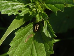 Desmogramma