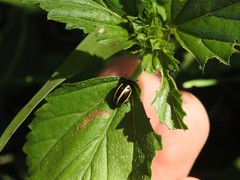 Desmogramma