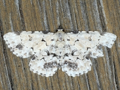 Sandava scitisignata