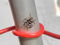 Hasarius adansoni