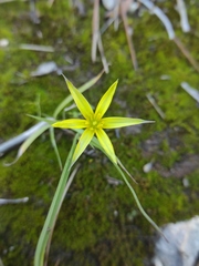 Gagea commutata