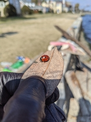 Coccinella septempunctata