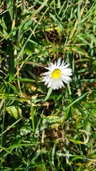 Bellis perennis