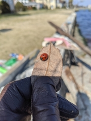 Coccinella septempunctata