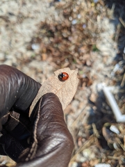 Coccinella septempunctata