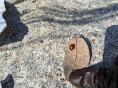 Coccinella septempunctata
