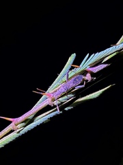 Apidaurus longitylus