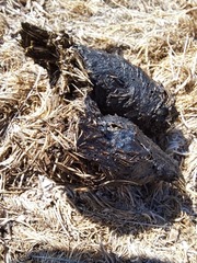 Prionailurus bengalensis