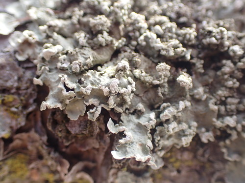 Powder-edged Speckled Greenshield