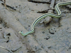 Thamnophis proximus proximus