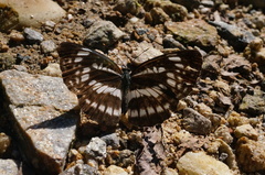 Neptis pryeri