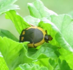 Pachnodella impressa