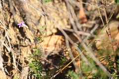 Hibbertia exutiacies