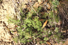 Hibbertia exutiacies