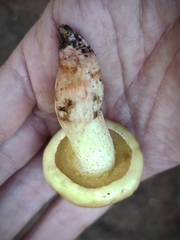 Suillus bellinii