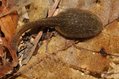 Italian Stream Frog photo 3