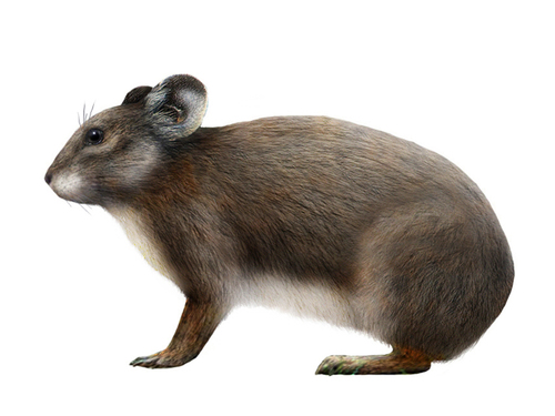 Sardinian Pika