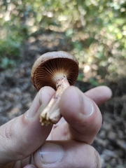 Chroogomphus mediterraneus