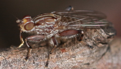 Tapeigaster nigricornis