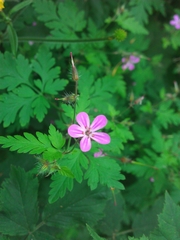 Geranium robertianum