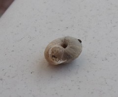 Backeljaia gigaxii