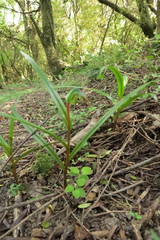Pterostylis graminea