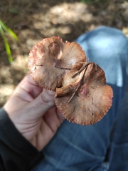 Chroogomphus mediterraneus