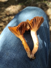 Chroogomphus mediterraneus