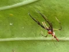 Viciria pavesii