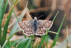 Pyrgus centaureae