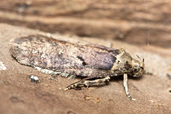 Agonopterix conterminella