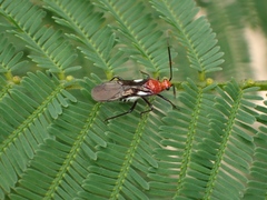 Trilaccus mimeticus