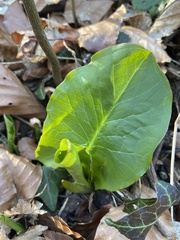 Arum maculatum