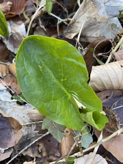 Arum maculatum