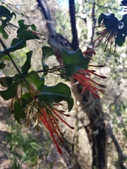 Tristerix corymbosus