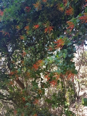 Tristerix corymbosus