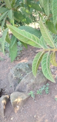 Campomanesia guazumifolia