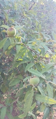 Campomanesia guazumifolia