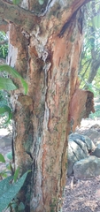 Campomanesia guazumifolia