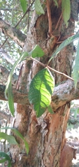 Campomanesia guazumifolia
