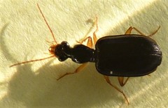 Pentagonica