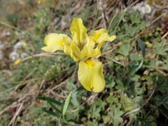 Iris arenaria