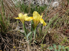 Iris arenaria