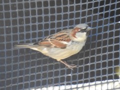 Passer domesticus
