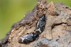 Anthocoris japonicus